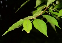 Chestnut Leaf in contrast lighting