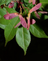Star-leaved Gum