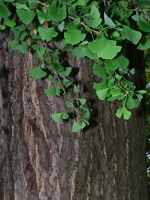 The Ginkgo leaf and tree bark