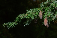 Eastern Hemlock Cone