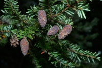 Eastern Hemlock branch.