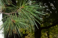 Eastern White Pine