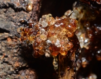Gum from Oak tree.