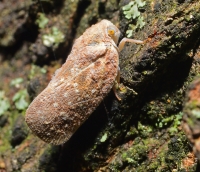 Plant Hopper