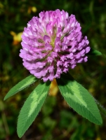 Clover flower