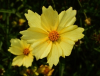 Yellow flower