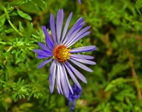 Smooth edge Aster
