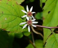 White Wood Asters