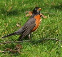 American Robin