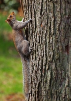 Squirrels at play