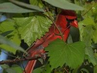 Northern Cardinal