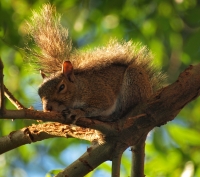 squirrel in evening light