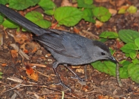 Gray Cat Bird