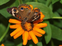 A Buckeye butterfly