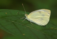 Cabbage butterfly on leaf