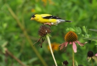 Goldfinch on cone flower