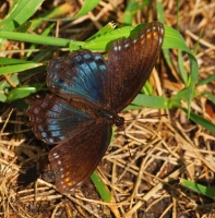 Swallowtail