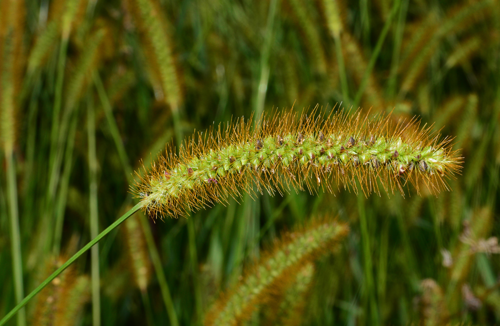 Foxtail yellow bristle grass