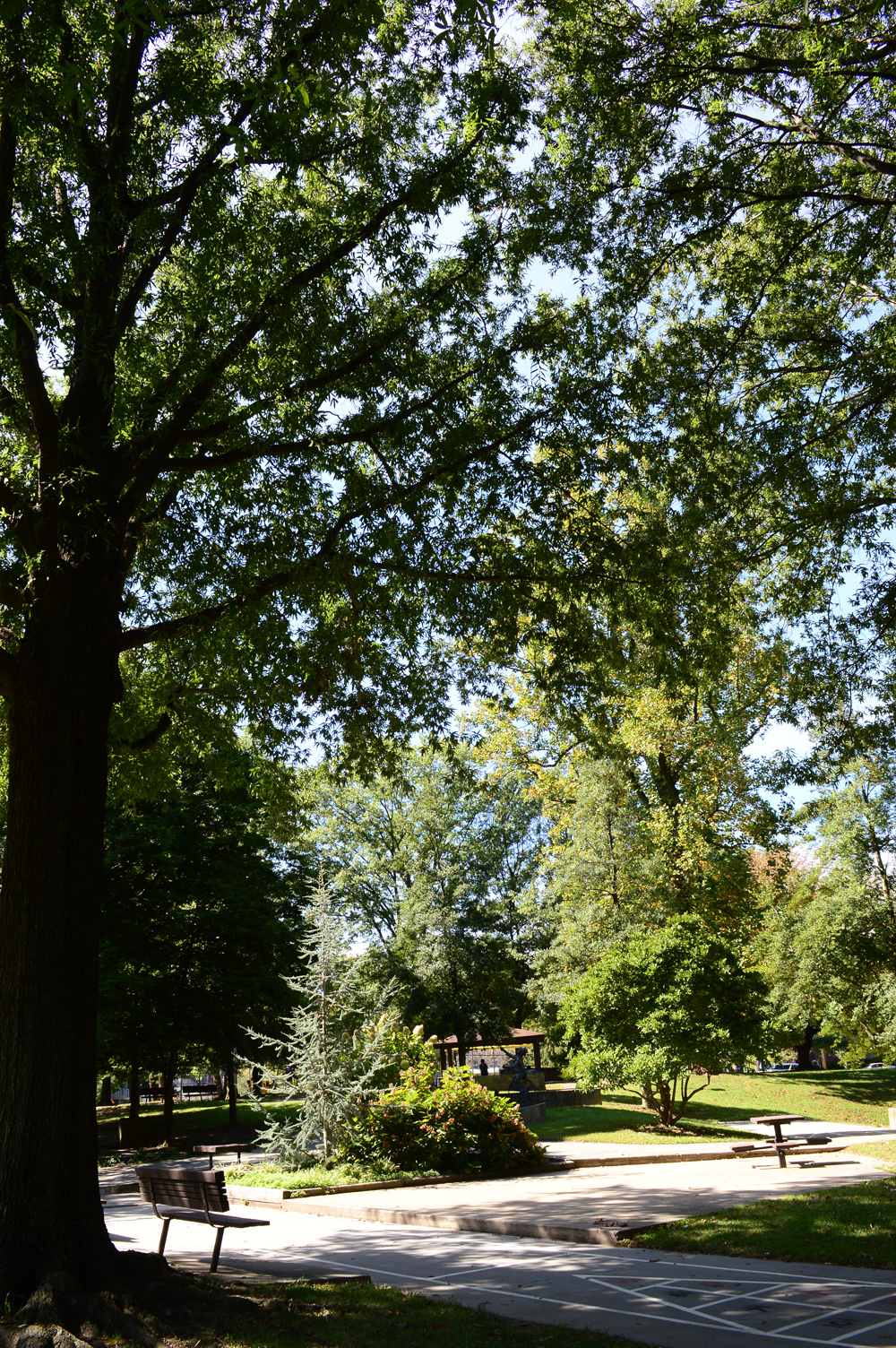 A Great old oak tree of woodside.