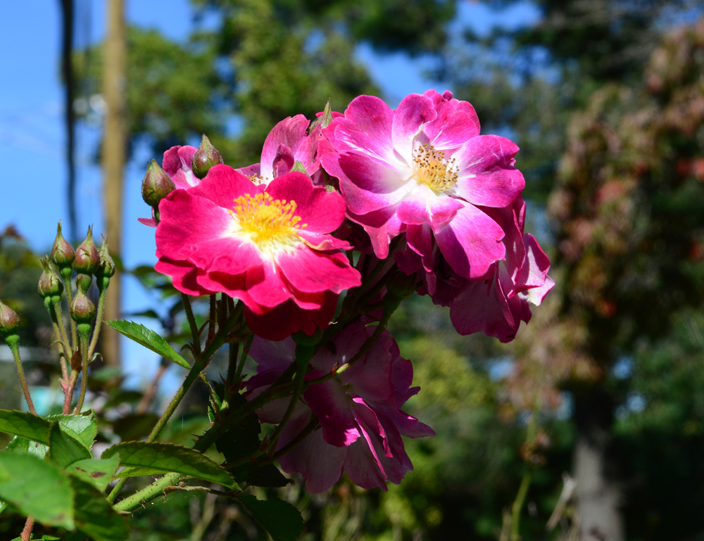 Lady Penzance. An Old Rose with A Modern Look?