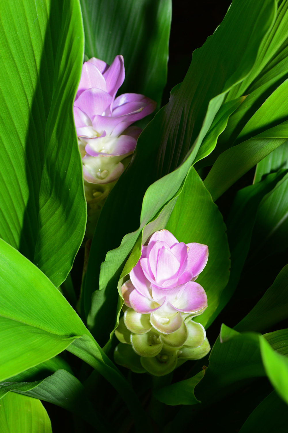 Another wide leaf flower, unknown