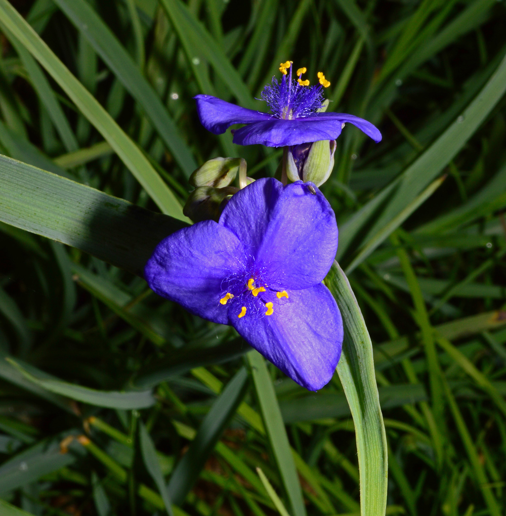 Flower Spiderwort