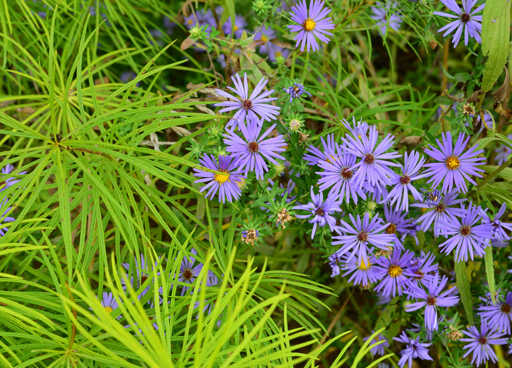 Aster flower
