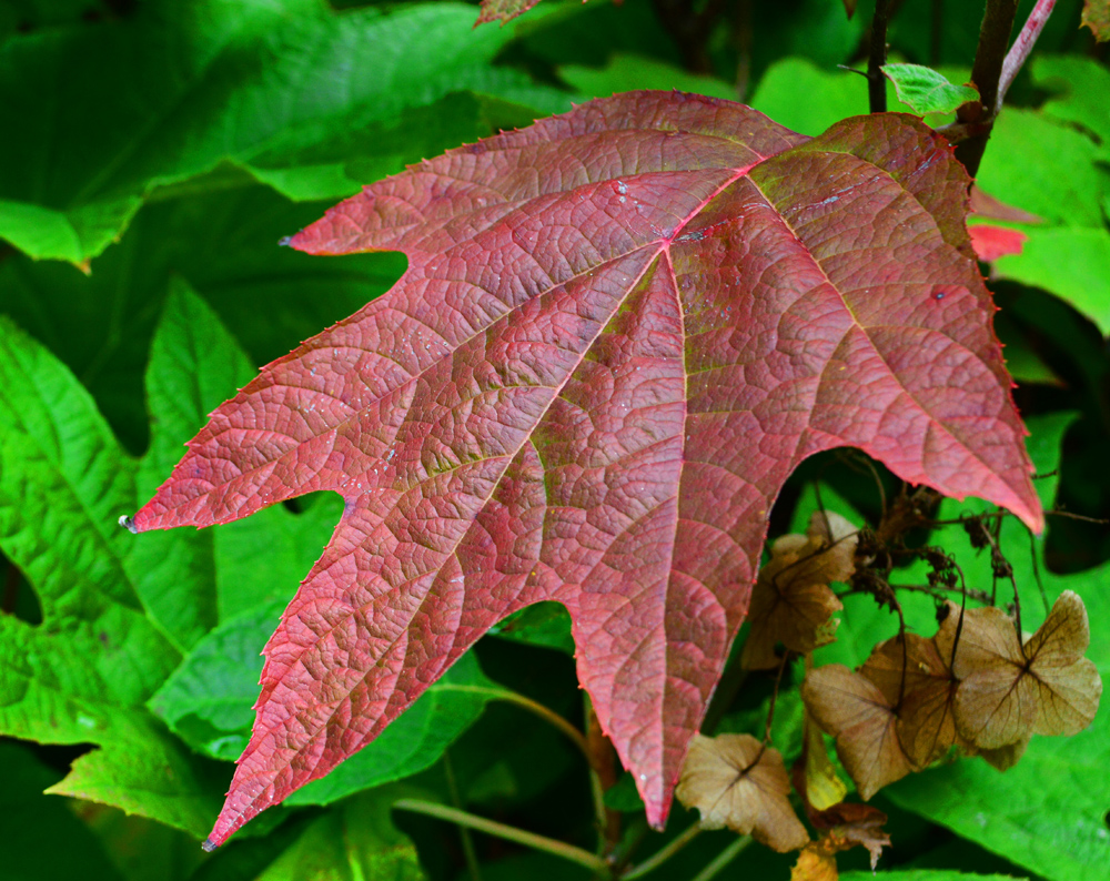 Maple Leaf