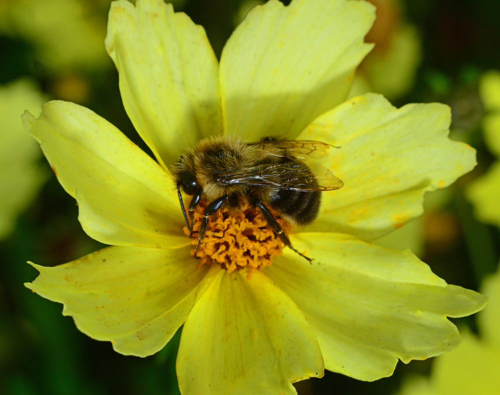 Carpenter bee pollinating flower