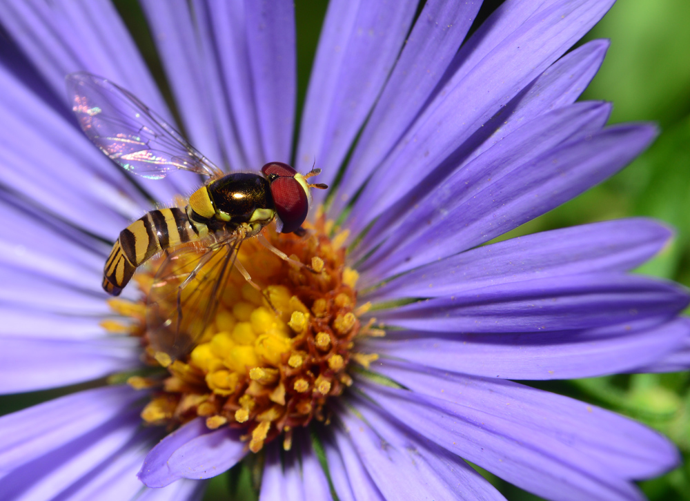 Flower fly