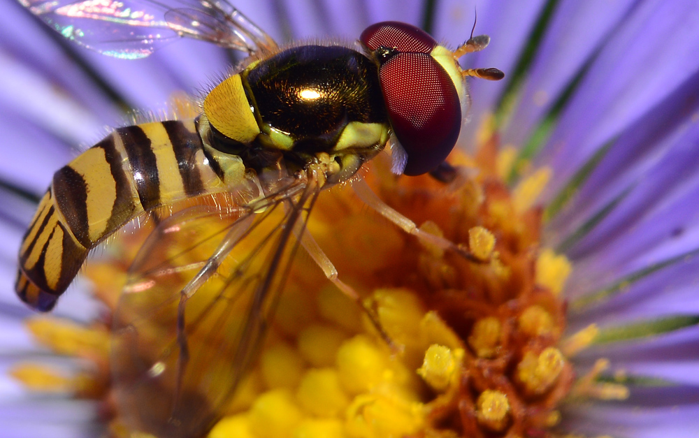 Flower fly closeup