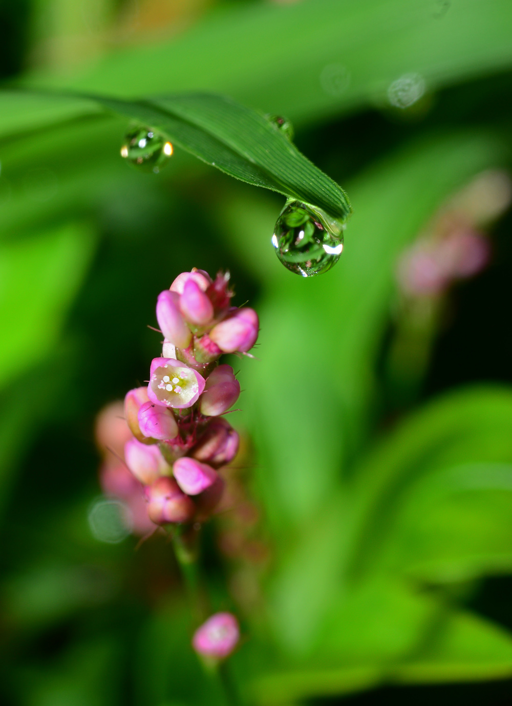 Weed flower with dew drop