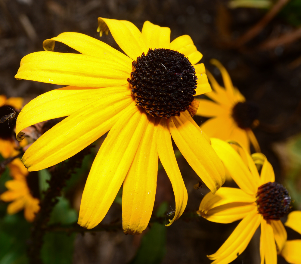 Flower Black Eyed Susan