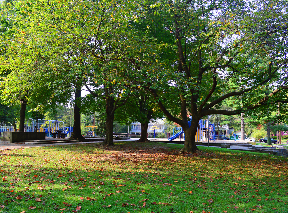 Beautiful majestic trees