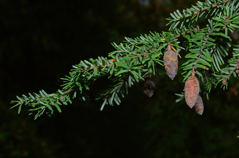 Eastern Hemlock Cone