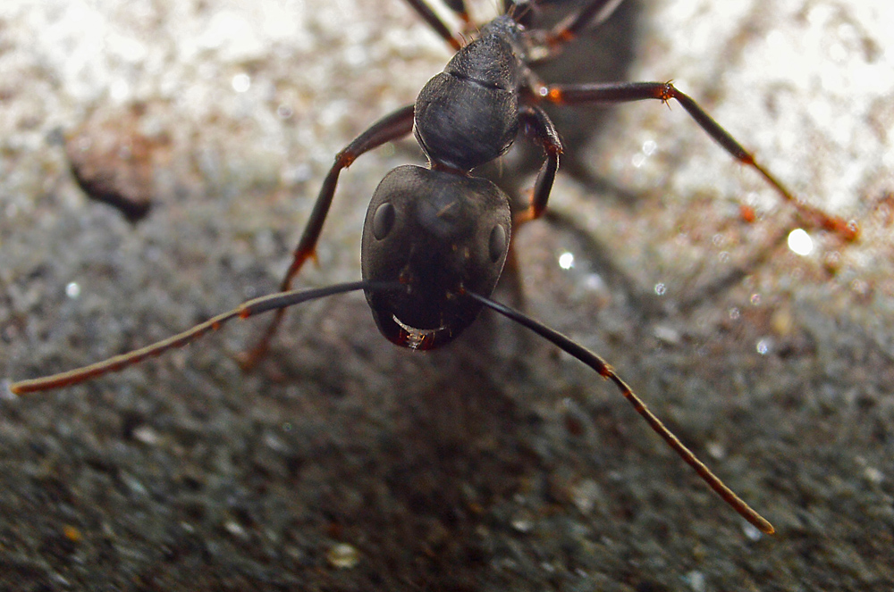 Silky Ant in your face micro.