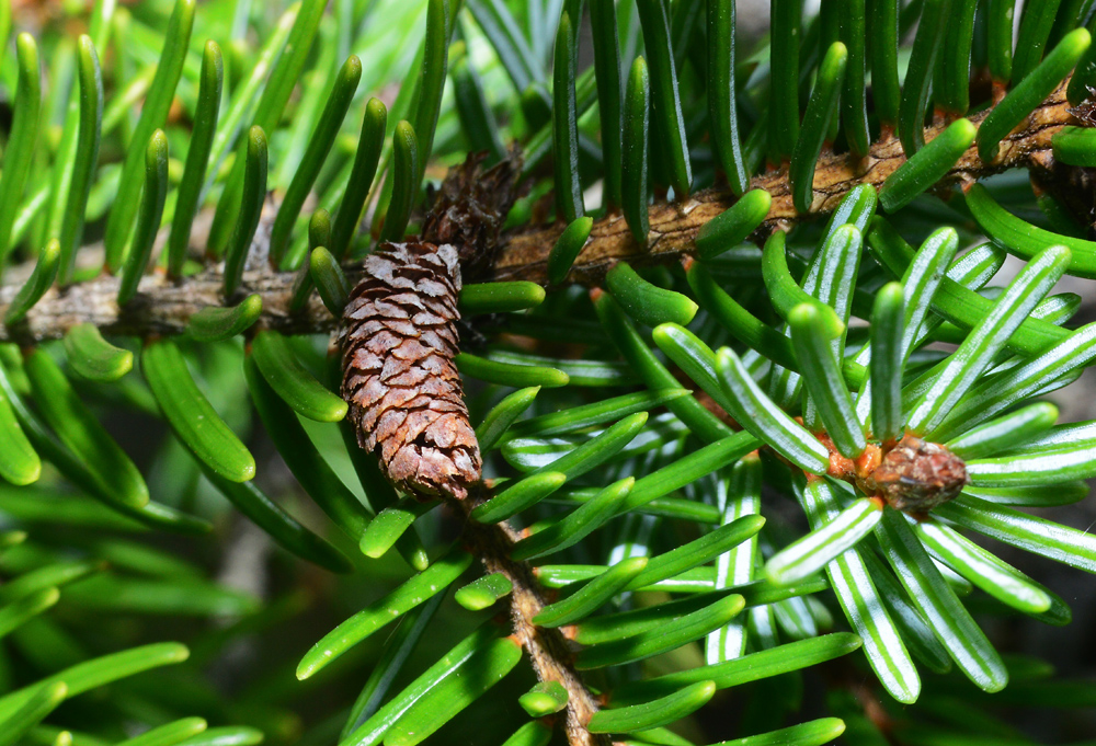 Spruce cone