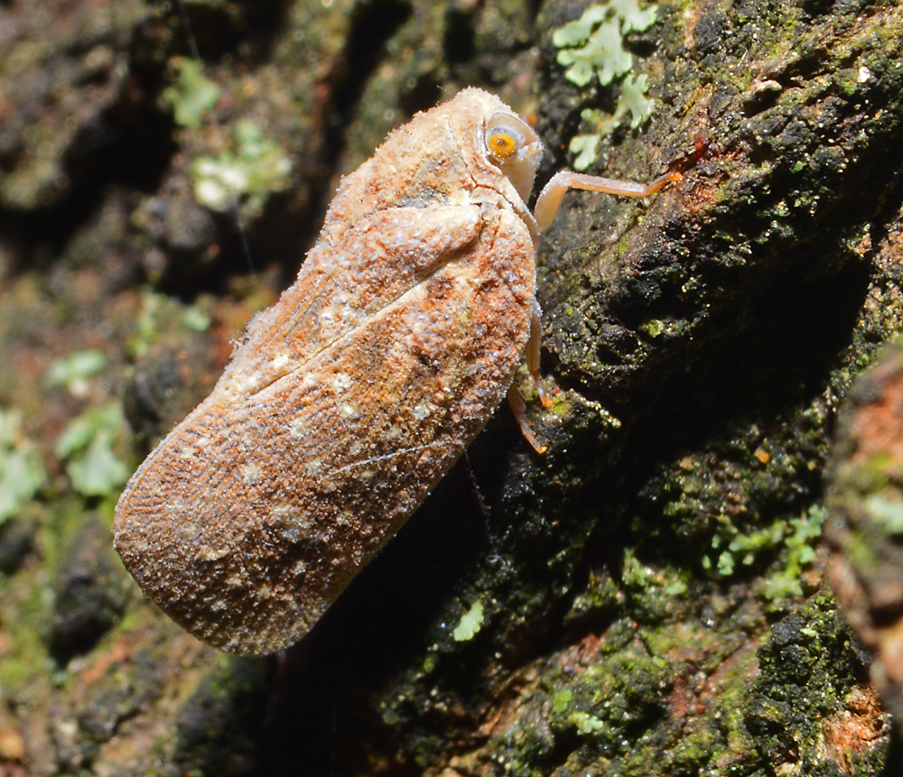 Plant Hopper
