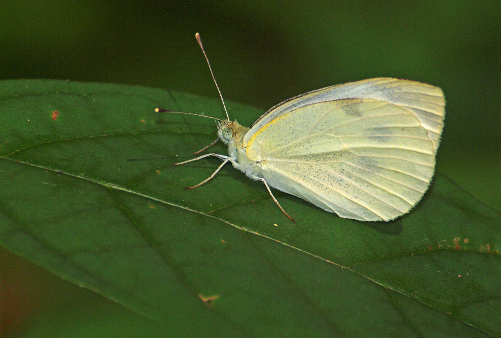 Cabbage butterfly on leaf